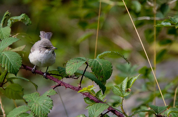 Barred Warbler