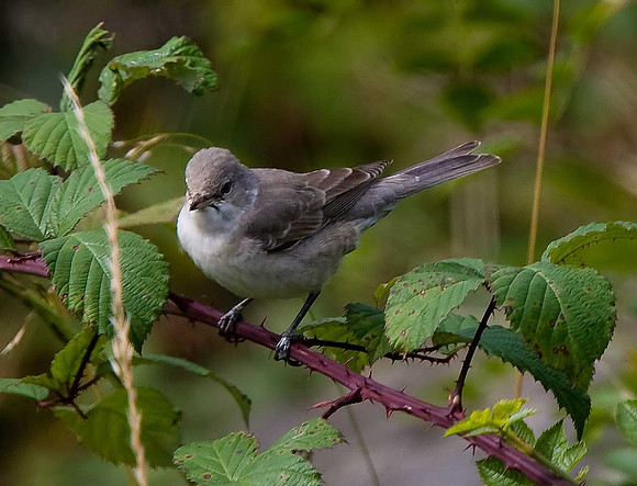 Barred Warbler