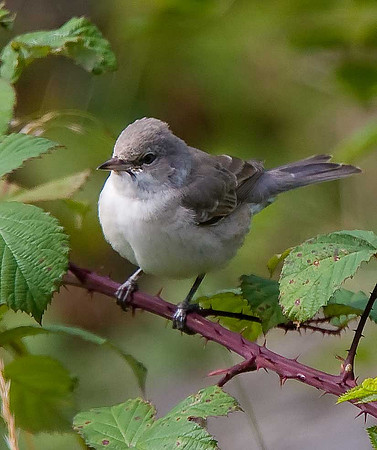 Barred Warbler