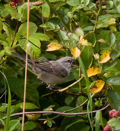 Barred Warbler