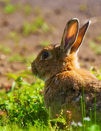 Rabbit