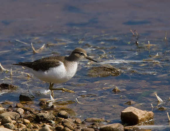 Common Sandpiper