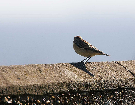 Whinchat
