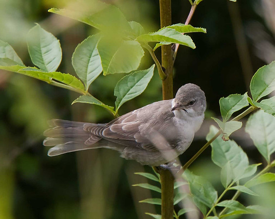 Barred Warbler