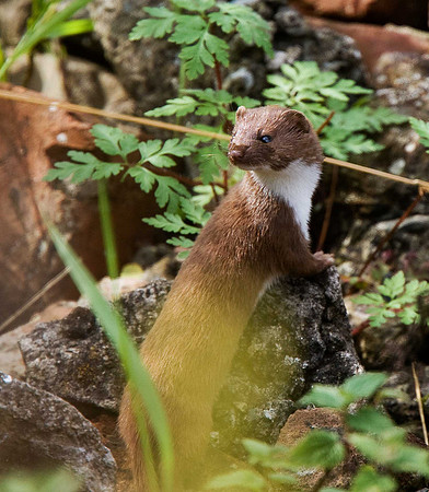 Weasel