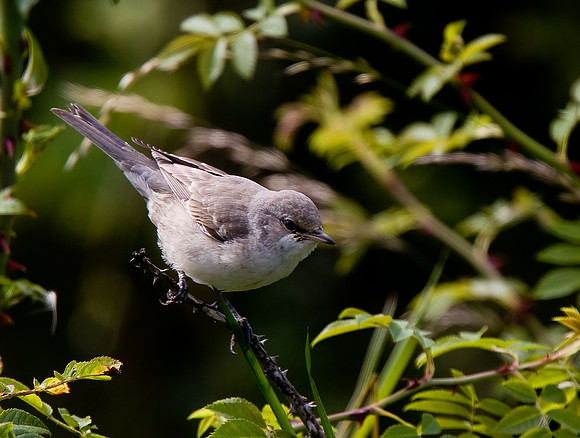Barred Warbler