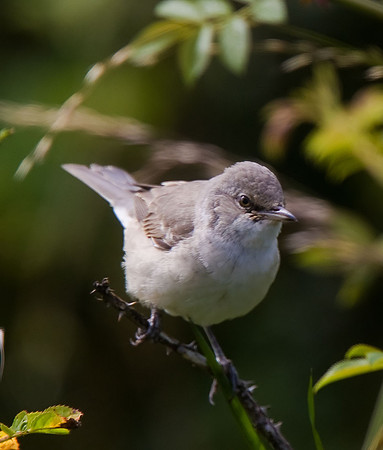 Barred Warbler
