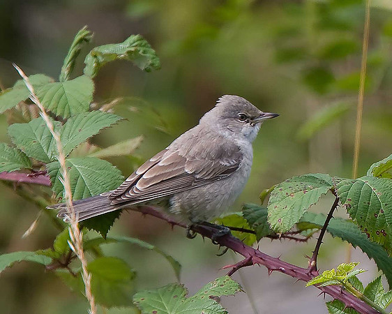 Barred Warbler