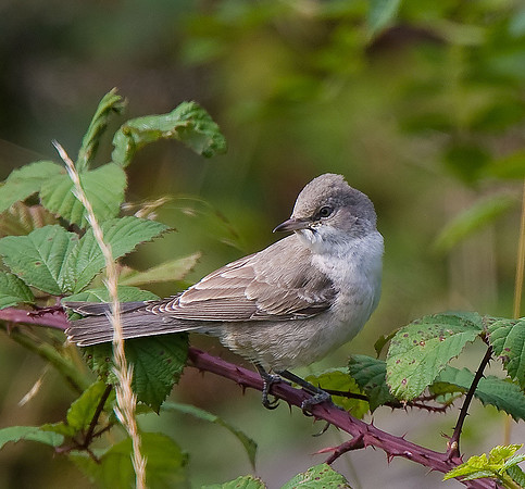 Barred Warbler