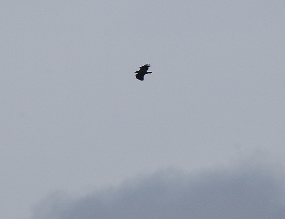 White-tailed Eagle