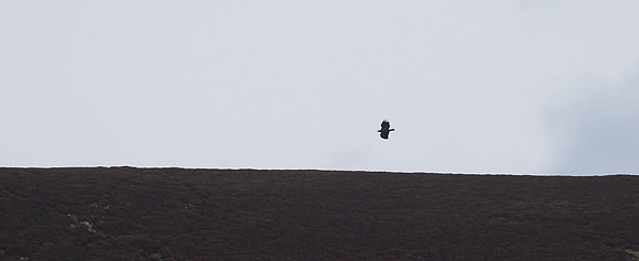 White-tailed Eagle