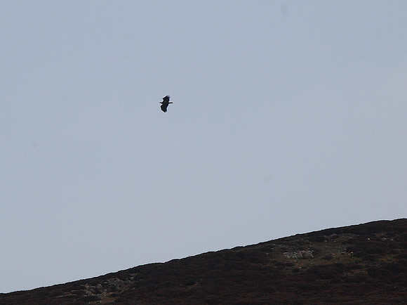 White-tailed Eagle