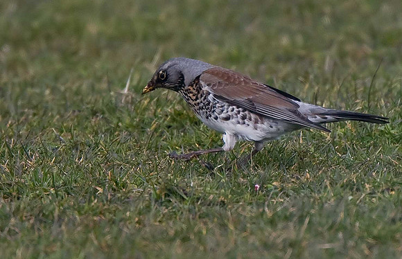 Fieldfare