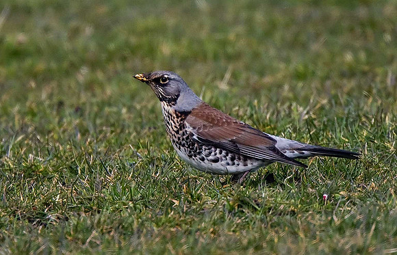 Fieldfare