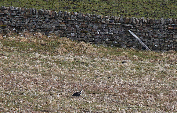Black Grouse