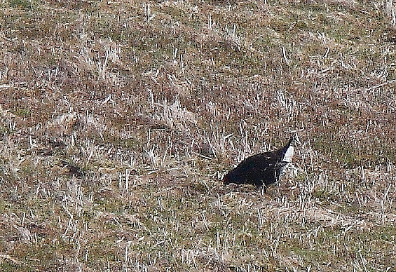 Black Grouse