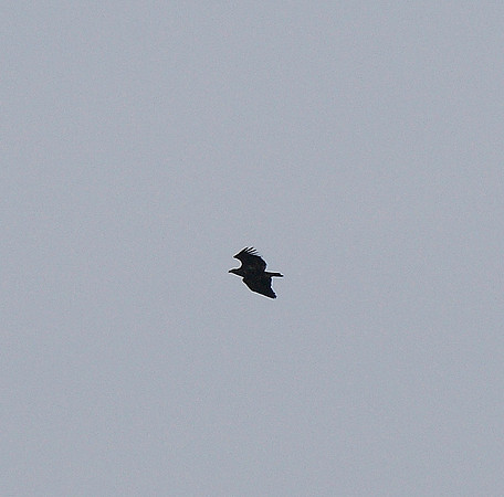 White-tailed Eagle