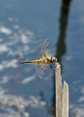 Four spot chaser dragonfly