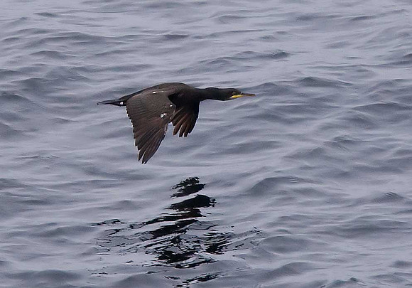 Cormorant