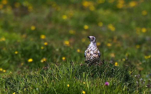 Mistle Thrush