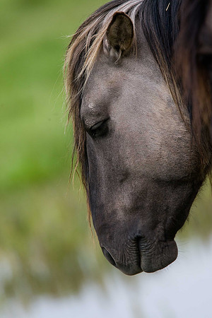 Konik Pony