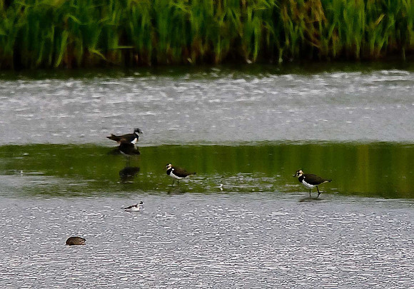 Red-necked Phalarope
