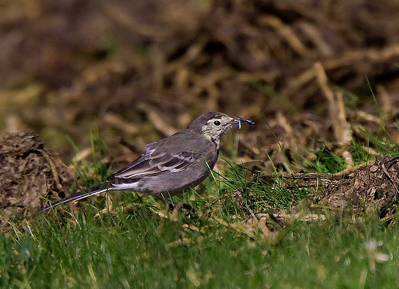 Pied Wagtail