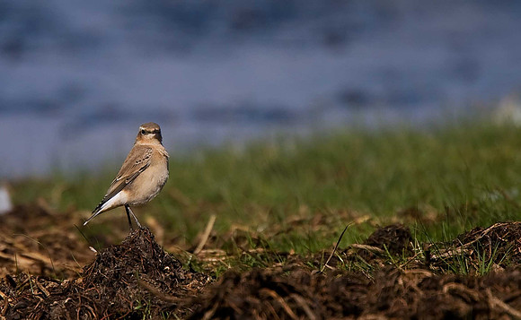 Wheatear