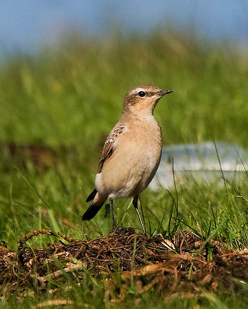 Wheatear