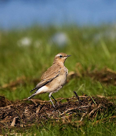 Wheatear
