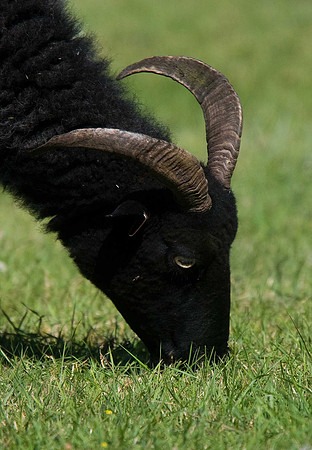 Shetland Sheep