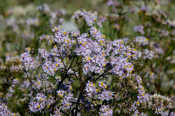 Sea aster aster tripolium