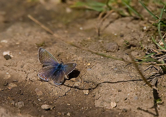 Common Blue