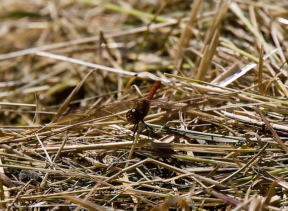 Ruddy Darter