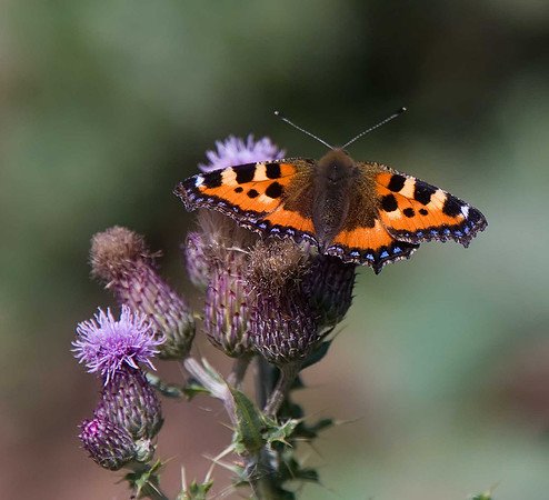 Small Tortoiseshell