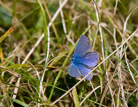 Common Blue