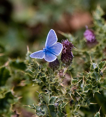 Common Blue