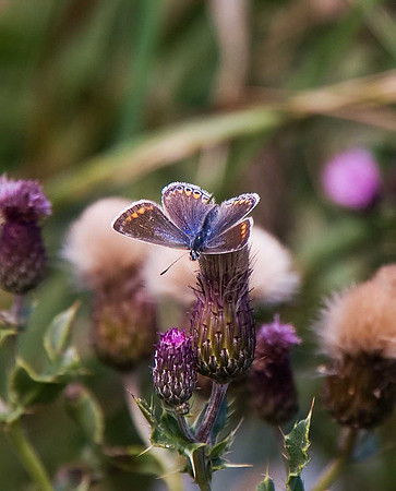Common Blue