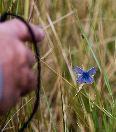 Common Blue