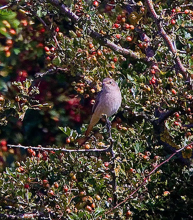 Redstart