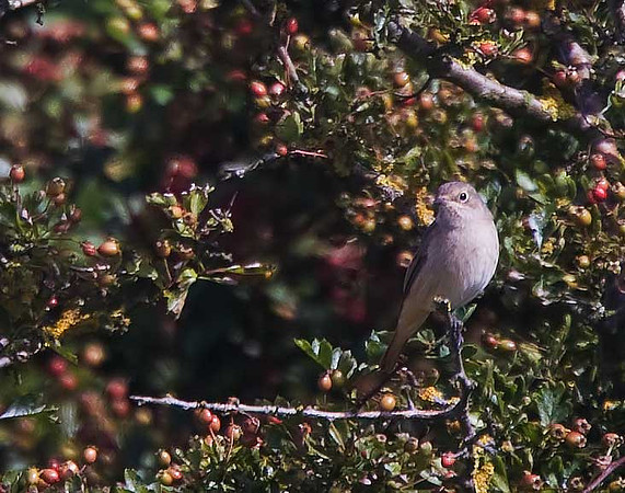 Redstart