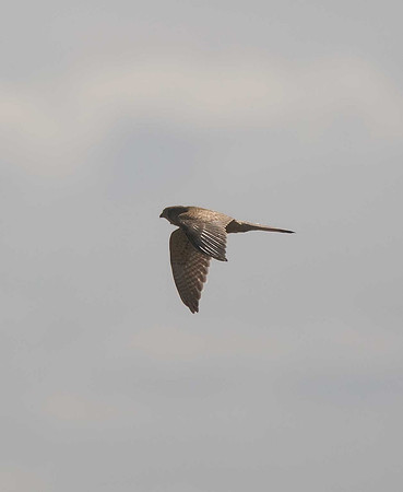 Kestrel