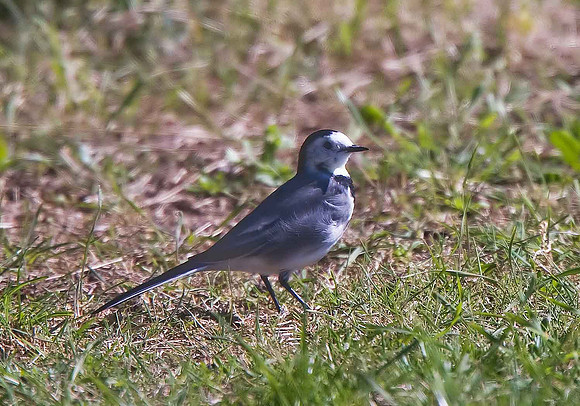 White Wagtail