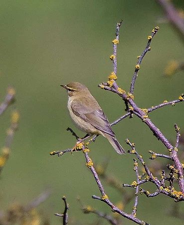 Chiffchaff
