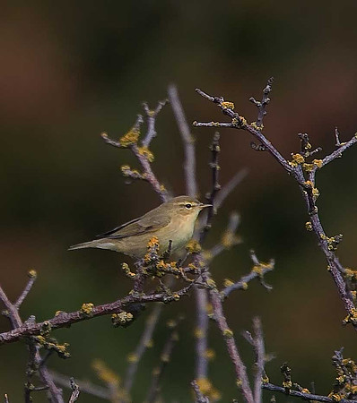 Chiffchaff