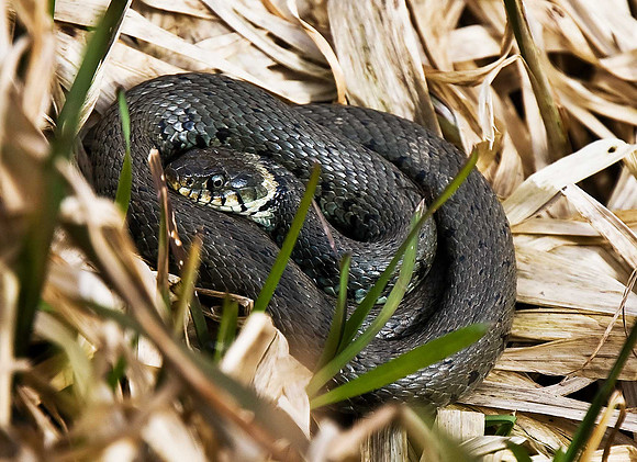 Grass Snake