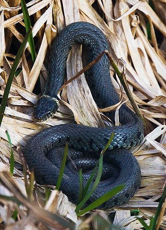 Grass Snake
