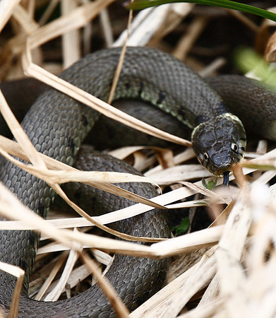 Grass Snake