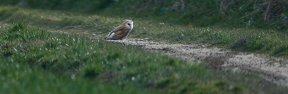 Barn Owl