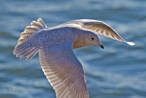 Iceland Gull